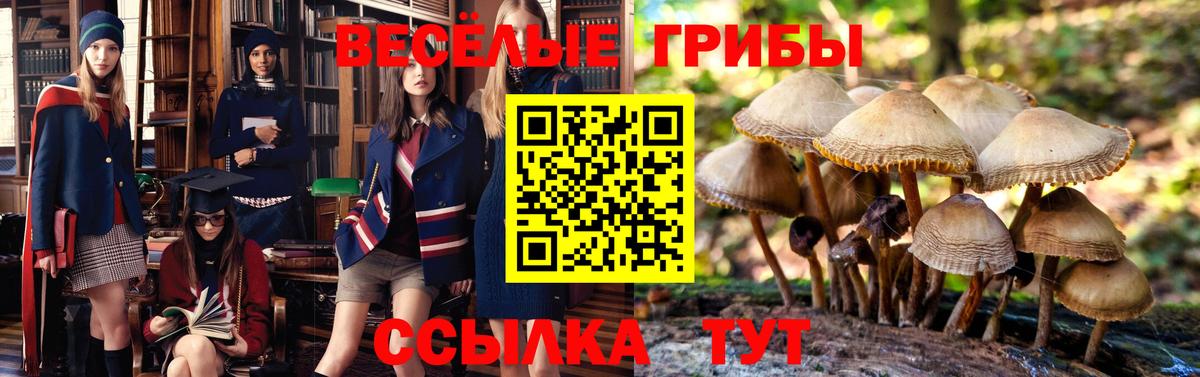 Псилоцибиновые грибы ЛСД  Псилоцибиновые грибы GOLDEN TEACHER  Новодвинск  Вход с VPN 